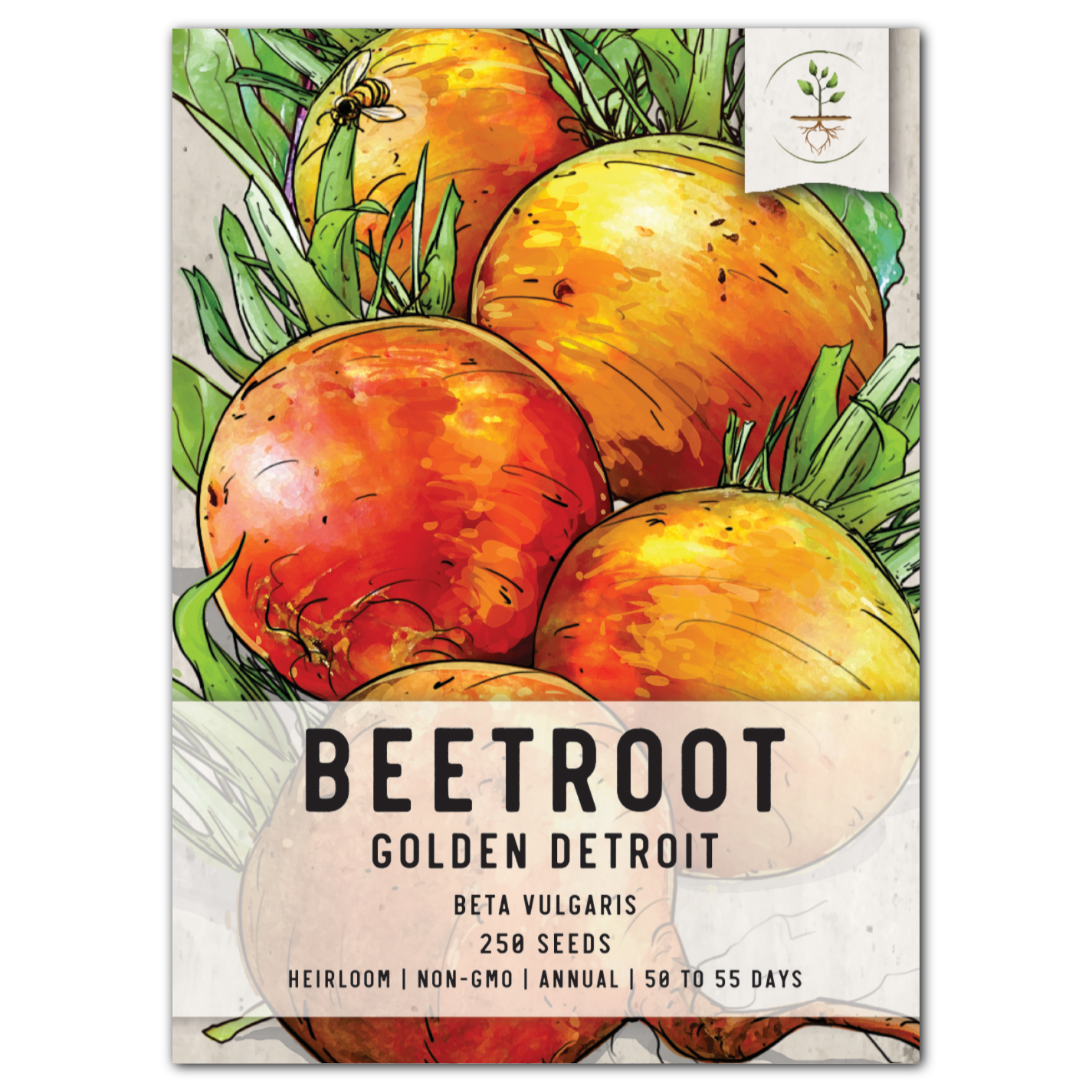 Golden Detroit Beet Seeds For Planting (Beta vulgaris)