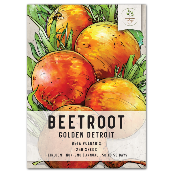 Golden Detroit Beet Seeds For Planting (Beta vulgaris)