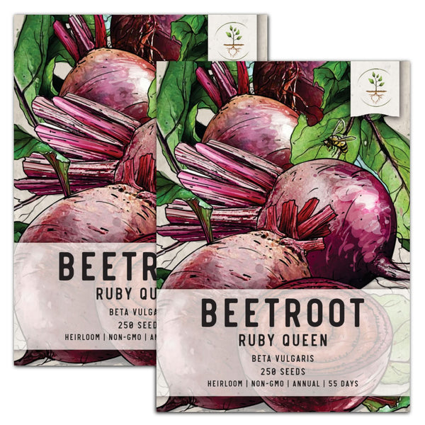 Ruby Queen Beet Seeds For Planting (Beta vulgaris)