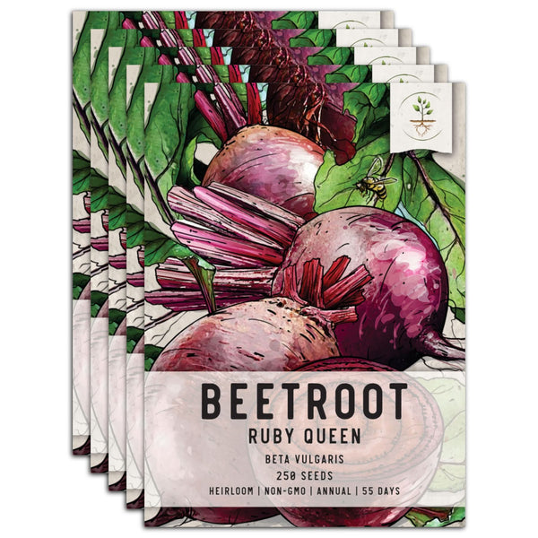 Ruby Queen Beet Seeds For Planting (Beta vulgaris)