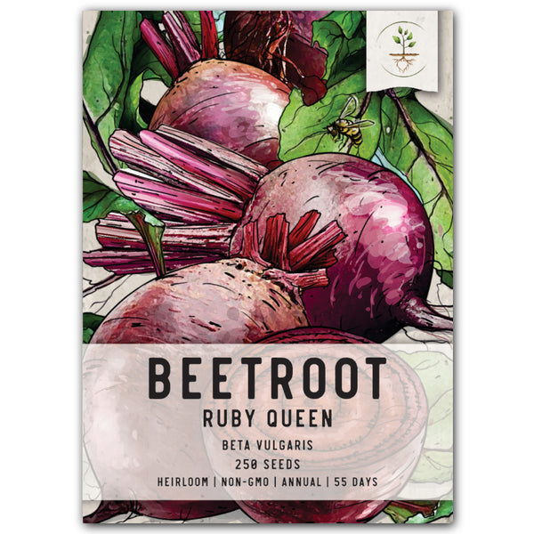 Ruby Queen Beet Seeds For Planting (Beta vulgaris)