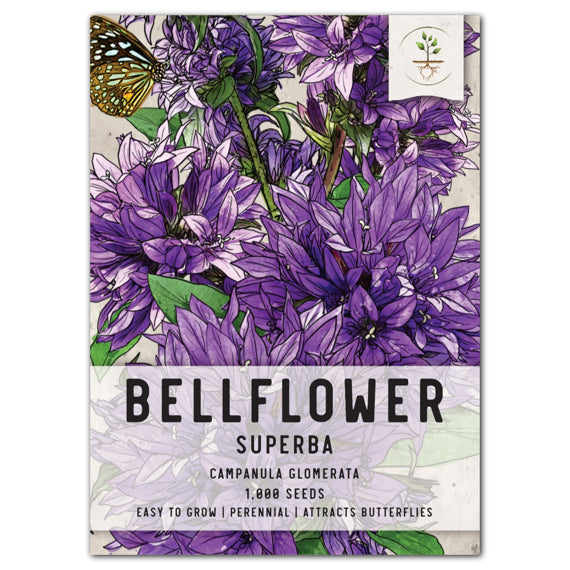 superba bellflower seeds for planting