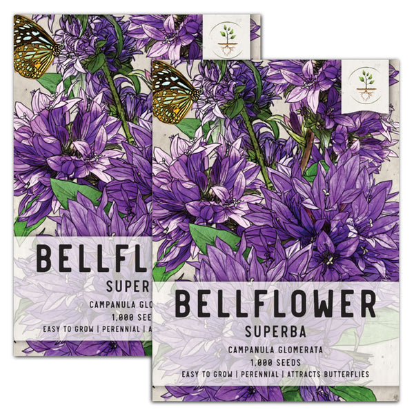 superba bellflower seeds for planting