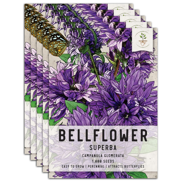 Bellflower Superba Seeds For Planting (Campanula glomerata)