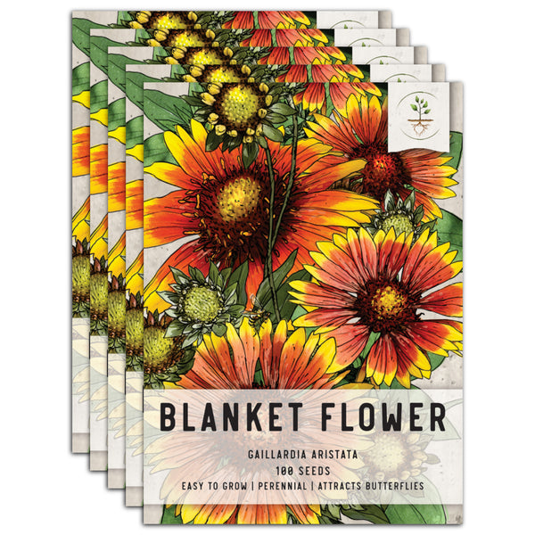Blanket Flower Seeds For Planting (Gaillardia aristata)