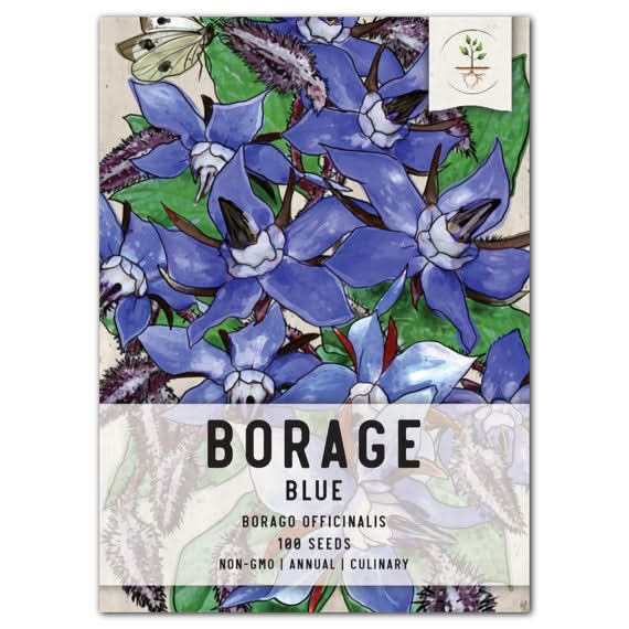 Blue Borage Seeds For Planting (Borago officinalis)