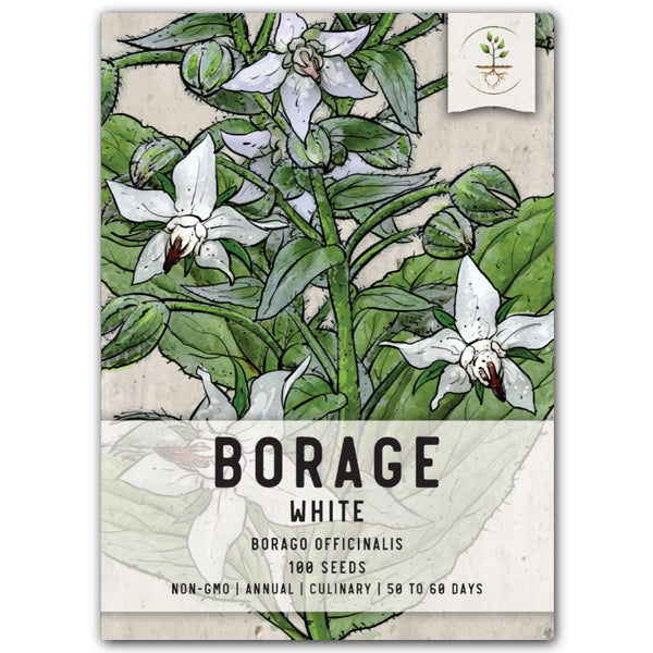 White Borage Seeds For Planting (Borago officinalis)