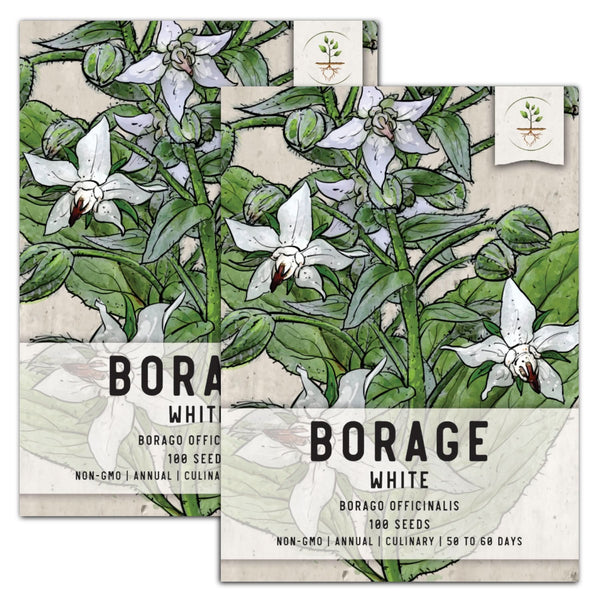 White Borage Seeds For Planting (Borago officinalis)