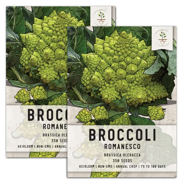 romanesco broccoli seeds for planting