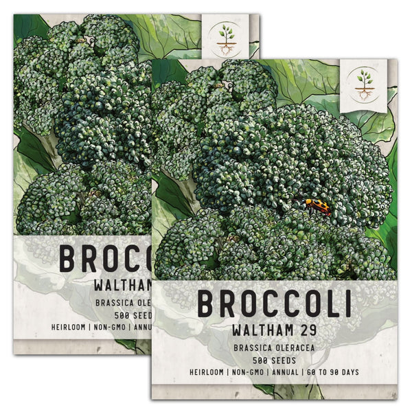Waltham 29 Broccoli Seeds For Planting (Brassica oleracea)