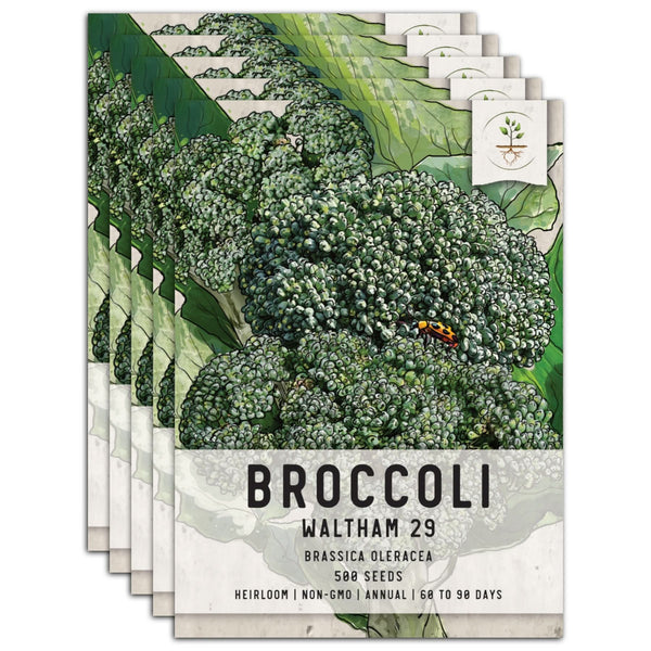 Waltham 29 Broccoli Seeds For Planting (Brassica oleracea)