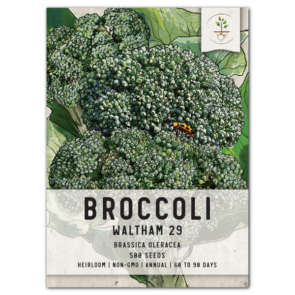 Waltham 29 Broccoli Seeds For Planting (Brassica oleracea)