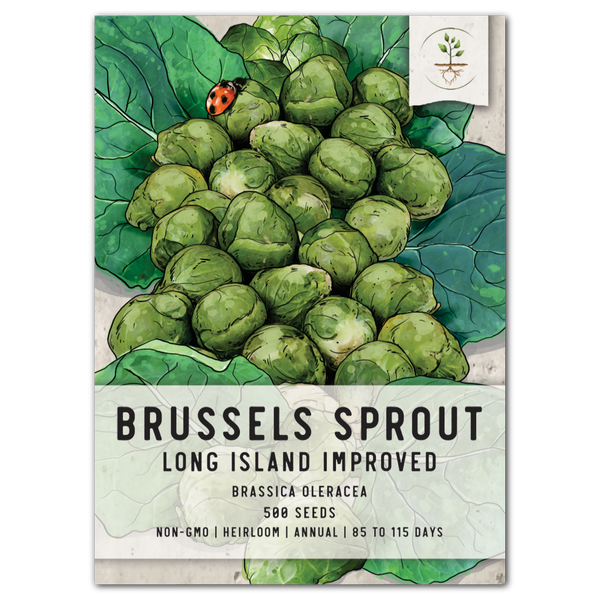 planting brussel sprout seeds Brussels Sprout Seeds For Planting, Long Island Improved (Brassica ole – Seed Needs LLC