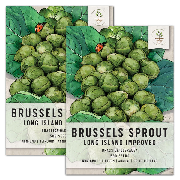 Brussels Sprout Seeds For Planting, Long Island Improved (Brassica oleracea)
