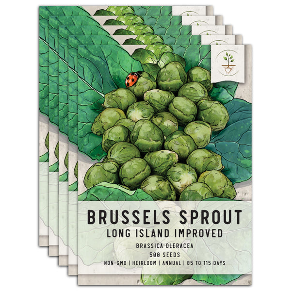 Brussels Sprout Seeds For Planting, Long Island Improved (Brassica oleracea)