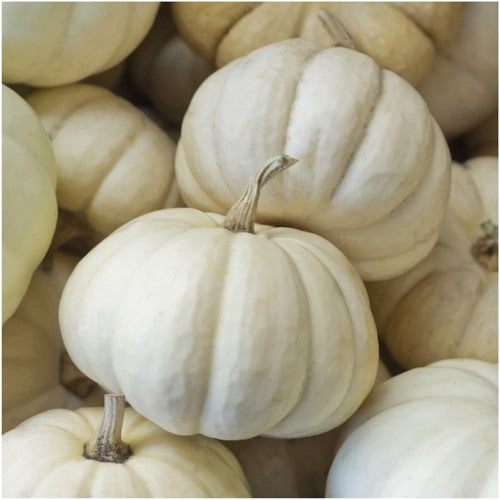 baby boo pumpkin seeds for planting