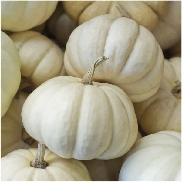 Miniature Pumpkin Duo
