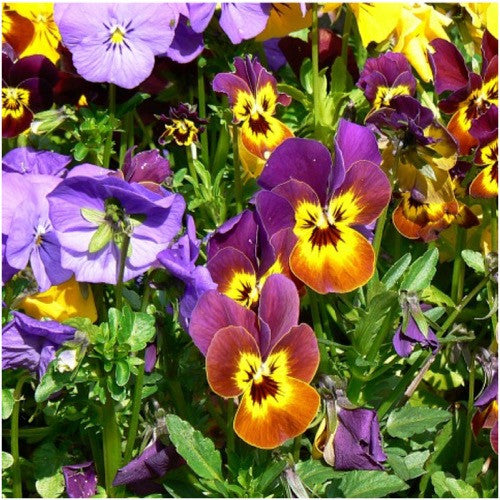 Bambini Viola Seeds For Planting (Viola cornuta)