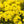 Basket of Gold Alyssum Seeds For Planting (Aurinia saxatilis)