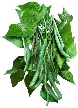 Blue Lake 274 Bush Bean Seeds For Planting (Phaseolus vulgaris)