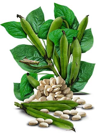 Henderson Lima Bean Seeds For Planting (Phaseolus vulgaris)