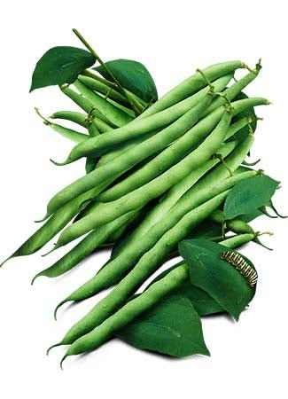 Kentucky Blue Pole Bean Seeds For Planting (Phaseolus vulgaris)