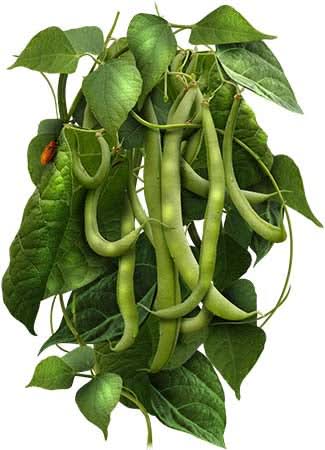 Blue Lake Pole Bean Seeds For Planting (Phaseolus vulgaris)