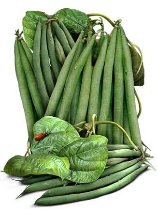 Slenderette Bush Bean Seeds For Planting (Phaseolus vulgaris)