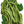 Topcrop Bush Bean Seeds For Planting (Phaseolus vulgaris)