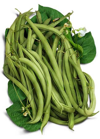 Topcrop Bush Bean Seeds For Planting (Phaseolus vulgaris)