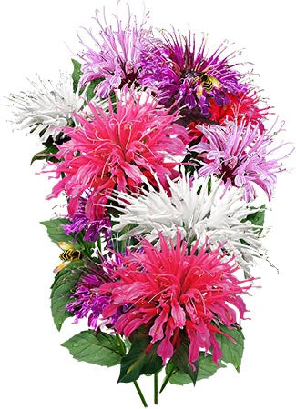 panorama blend bee balm seeds for planting