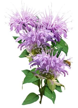 wild bee balm seeds