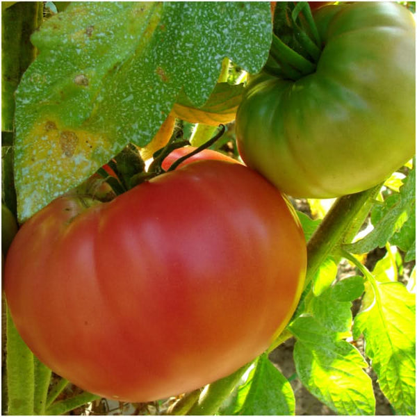 beefsteak tomato seeds for planting