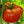 beefsteak tomato seeds for planting