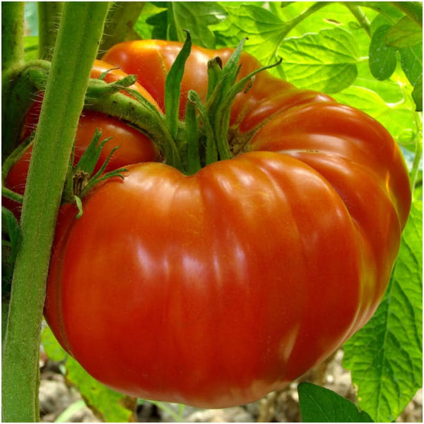 Beefsteak Tomato Seeds For Planting (Lycopersicon esculentum)