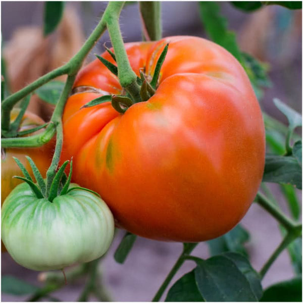 Beefsteak Tomato Seeds For Planting (Lycopersicon esculentum)