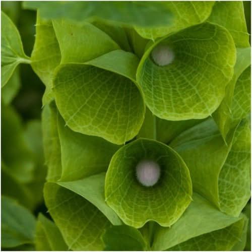 planting bells of ireland seeds Bells of Ireland Seeds For Planting (Molucella laevis) Seed Needs – Seed Needs LLC