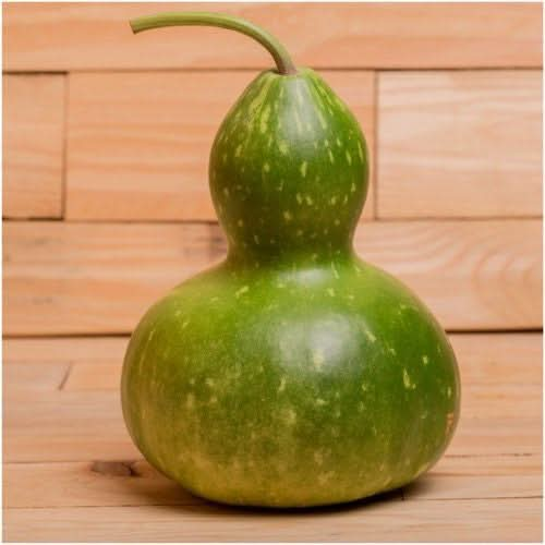 bottle gourd