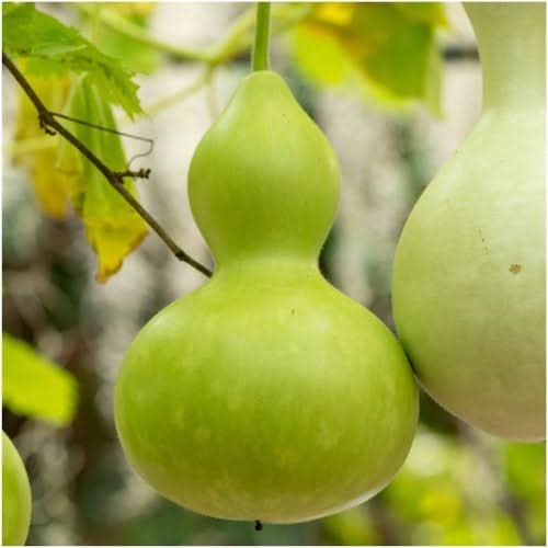 bottle gourd