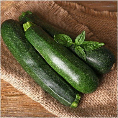 Black Beauty Zucchini, Summer Squash Seeds For Planting (Cucurbita pepo)