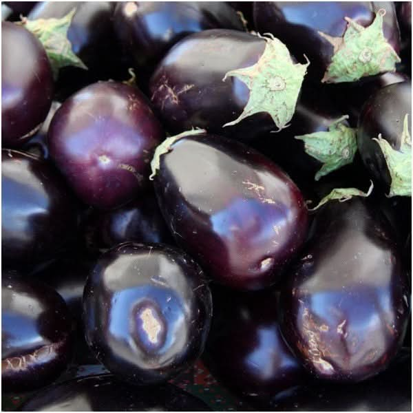 Black Beauty Eggplant Seeds For Planting 