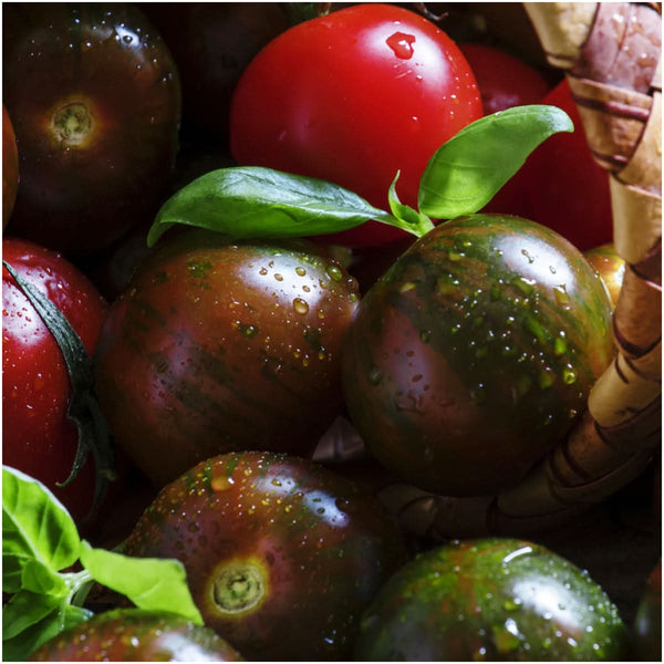 Black Tomato Seed Collection
