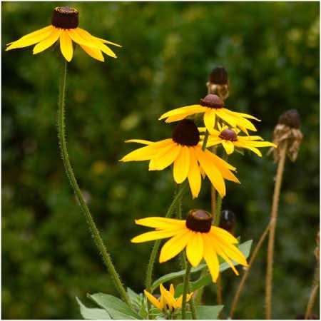 Deer Resistant Wildflower Mixture