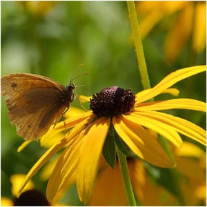 Black-Eyed Susan