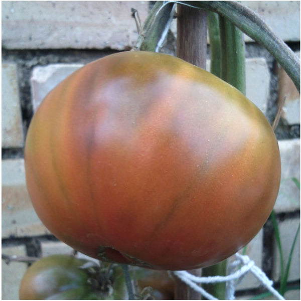 Black From Tula Tomato Seeds For Planting (Solanum lycopersicum)