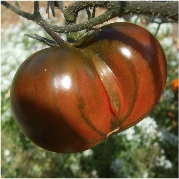 Black Tomato Seed Collection