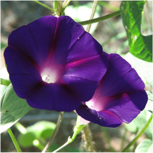 black kniolas knowlians morning glory seeds for planting