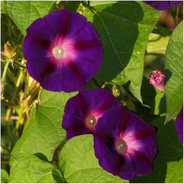 black kniolas knowlians morning glory seeds for planting