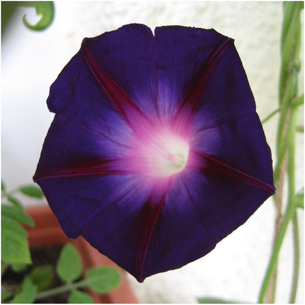 black kniolas knowlians morning glory seeds for planting