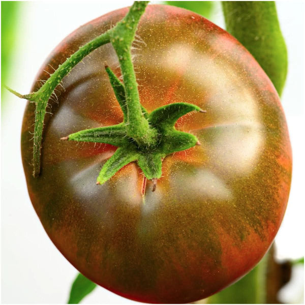 Black Krim Tomato Seeds For Planting (Solanum lycopersicum)